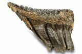 Fossil Woolly Mammoth Molar - Siberia #259931-1